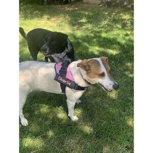 Custom Name Dog Harness w/ FREE Leash and Patch size Medium FAST SHIPPER